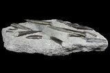 Plate of Jurassic Belemnites (Youngibelus) - Posidonia Shale #167857-1